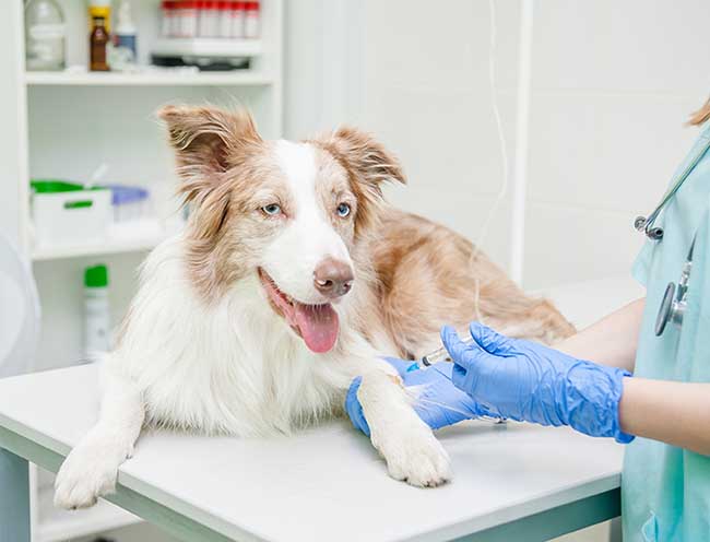Veterinarian giving an injection to a dog.
