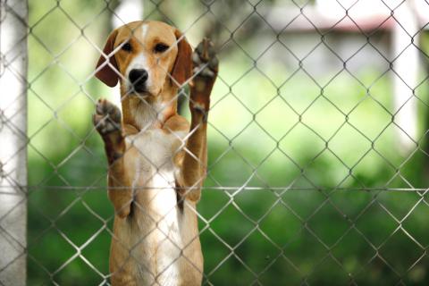albergue_animales