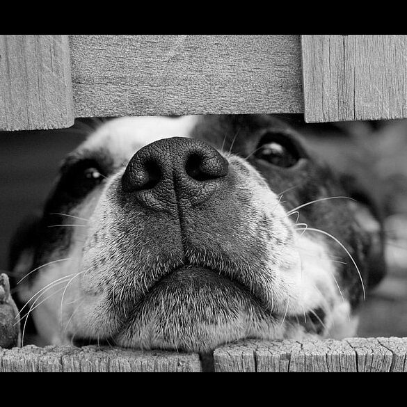 animal-black-and-white-close-up-cute-wallpaper-preview